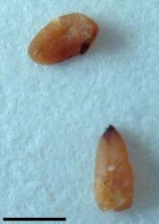 Veronica ochracea. Seeds. Scale = 1 mm.
 Image: P.J. Garnock-Jones © P.J. Garnock-Jones CC-BY-NC 3.0 NZ